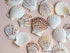 1 Kg Creamy Beige and Brown Scallop Shells